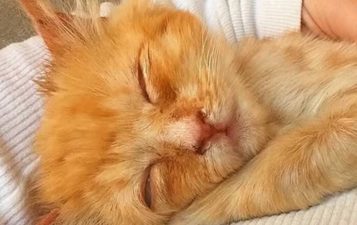 数日で力尽きると思われた子猫が驚きの回復！小さな体で必死に戦う姿に感涙