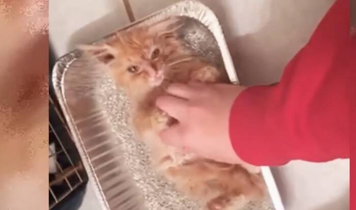 数日で力尽きると思われた子猫が驚きの回復！小さな体で必死に戦う姿に感涙