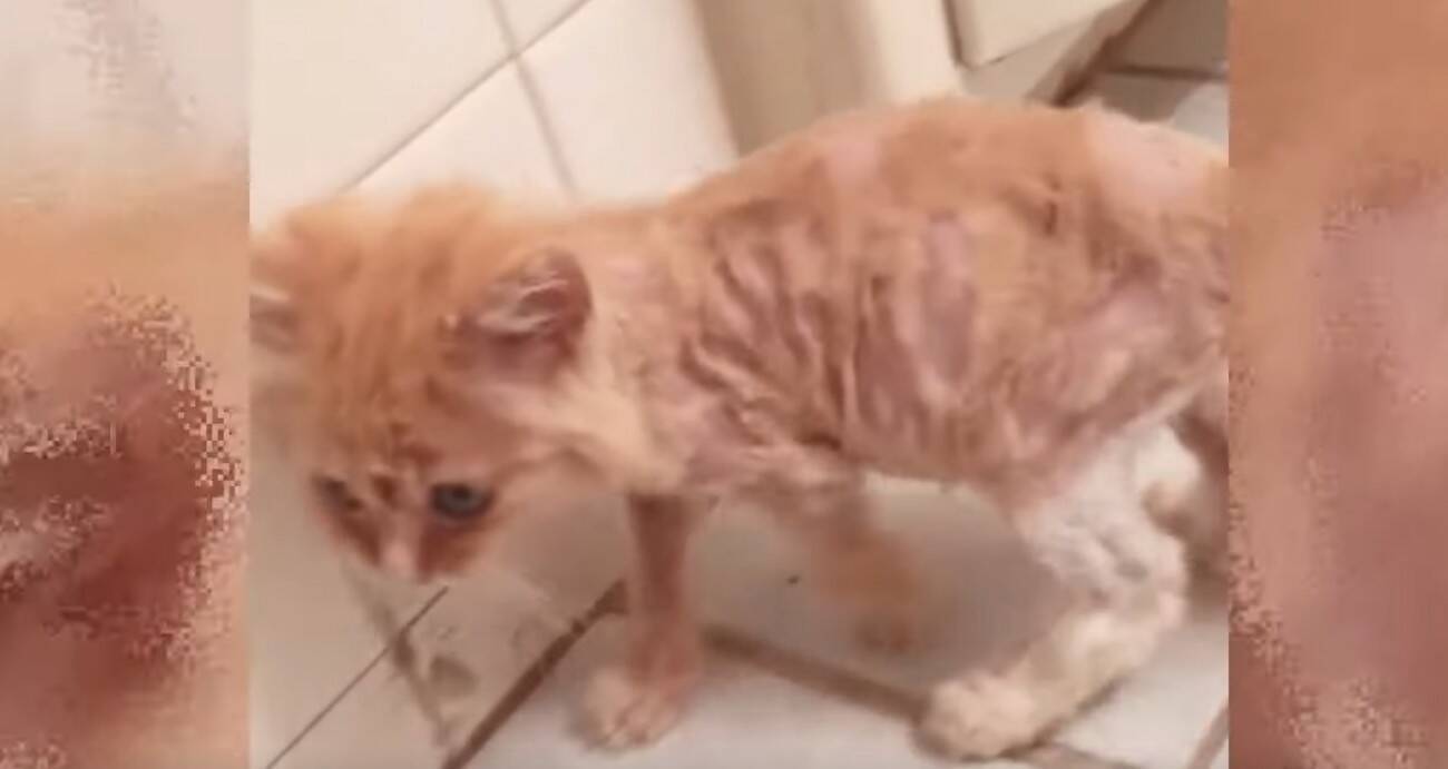 数日で力尽きると思われた子猫が驚きの回復！小さな体で必死に戦う姿に感涙