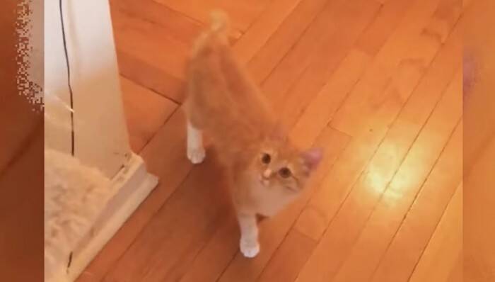 数日で力尽きると思われた子猫が驚きの回復！小さな体で必死に戦う姿に感涙