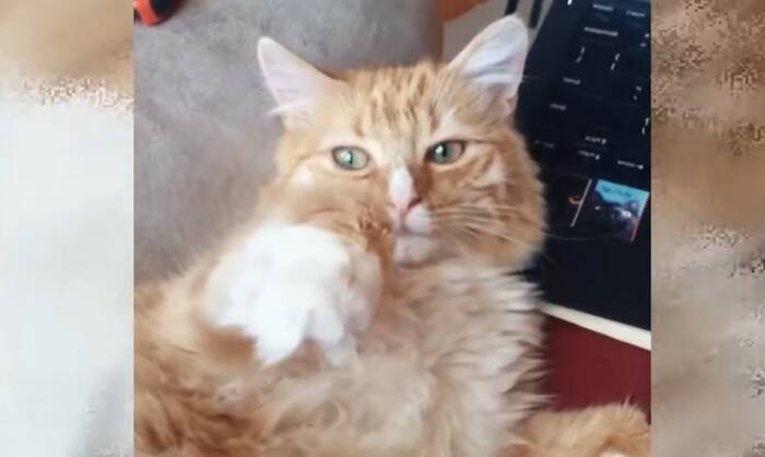 数日で力尽きると思われた子猫が驚きの回復！小さな体で必死に戦う姿に感涙