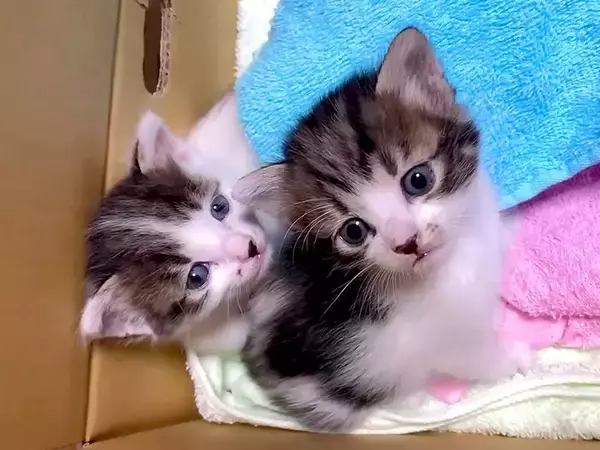 『哺乳瓶と同じサイズ』の子猫２匹を保護→１ヶ月お世話した結果…あまりにも尊い『成長した光景』が17万再生「素敵なご家族」「愛おしい」