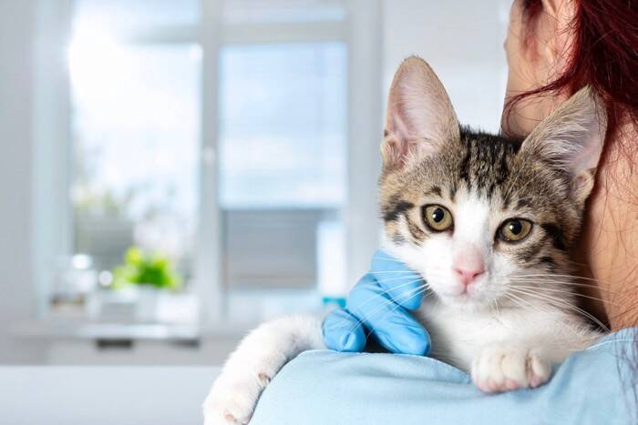 猫に対する『虐待』を目撃したときの対処法4つ　小さな命を守るためにできる行動