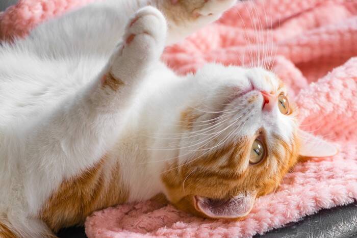 猫から『遊びに誘われている』ときのサイン3選　気付いてあげたい仕草と上手な応え方