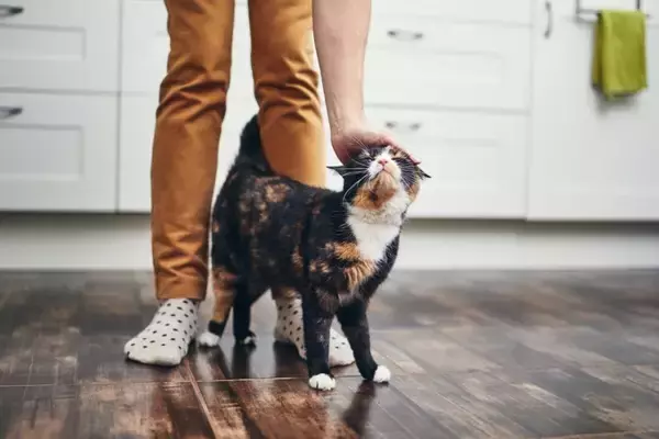 猫が『飼い主にだけ見せる』行動5選　何気ない仕草の意味から上手な応え方まで