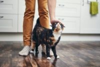 猫が『飼い主にだけ見せる』行動5選　何気ない仕草の意味から上手な応え方まで
