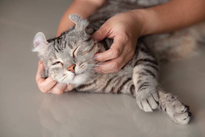 猫が『飼い主にだけ見せる』行動5選　何気ない仕草の意味から上手な応え方まで