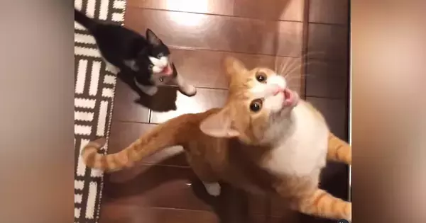大きな声で鳴いて『おやつをおねだりする猫たち』→8年後…尊すぎるビフォーアフターが123万再生「変わらない可愛さ」「まだまだ赤ちゃん」