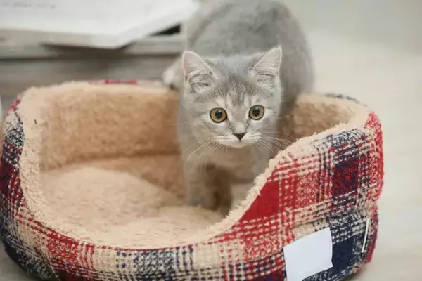 猫が同じ場所を『ぐるぐる回る』ときの理由3つ　病気の可能性から対処法まで解説