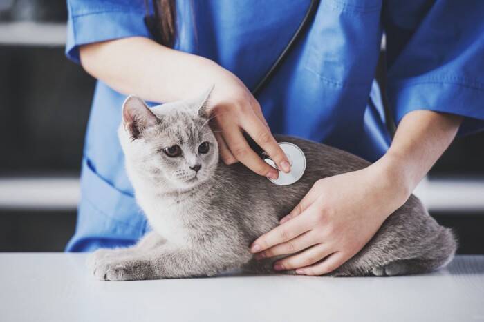 猫が同じ場所を『ぐるぐる回る』ときの理由3つ　病気の可能性から対処法まで解説