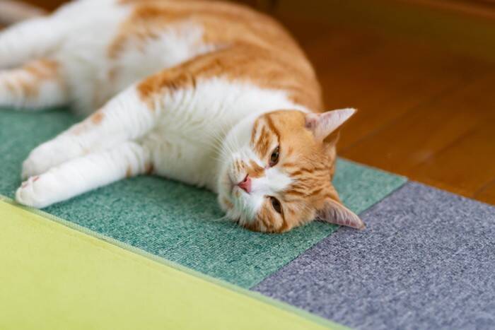 猫が同じ場所を『ぐるぐる回る』ときの理由3つ　病気の可能性から対処法まで解説