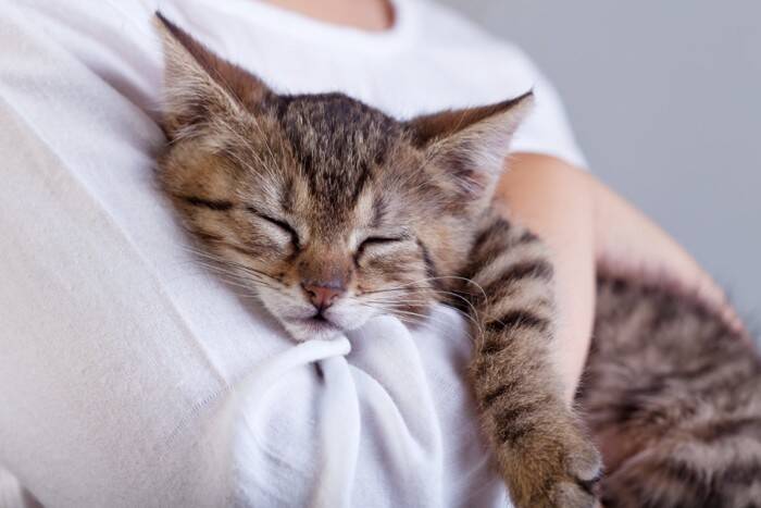 猫が同じ場所を『ぐるぐる回る』ときの理由3つ　病気の可能性から対処法まで解説