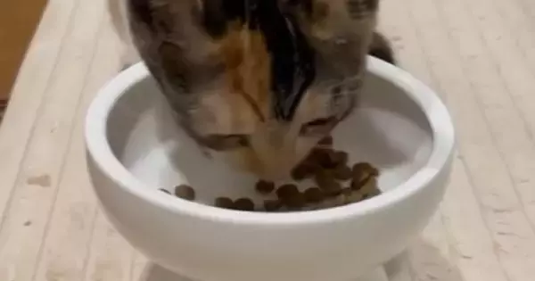 夢中になってごはんを食べる子猫→背後を見ると、ダイエット中の『先輩猫の様子』に「顔に吹いたｗ」「なんとも切ないｗ」と爆笑の声続出