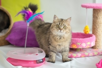 新しく迎えた猫に『先代猫のアイテム』は使用していいの？使い回しの判断基準や引き継ぐときのポイントまで
