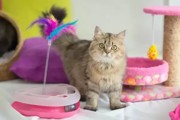 新しく迎えた猫に『先代猫のアイテム』は使用していいの？使い回しの判断基準や引き継ぐときのポイントまで