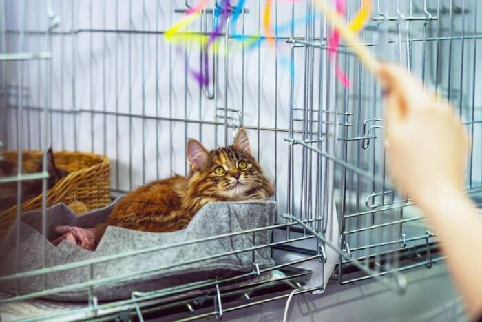 新しく迎えた猫に『先代猫のアイテム』は使用していいの？使い回しの判断基準や引き継ぐときのポイントまで