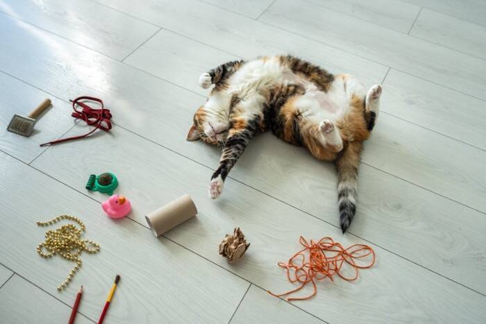 新しく迎えた猫に『先代猫のアイテム』は使用していいの？使い回しの判断基準や引き継ぐときのポイントまで
