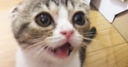 ごはんが待ちきれない『お腹を空かせた子猫』…準備中の飼い主に『猛アピール』をする様子が23万再生「めっちゃ欲しがってるｗ」「癒されるわ」
