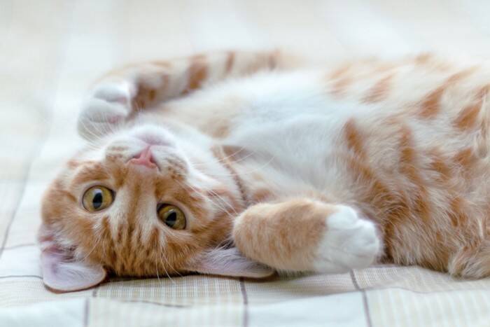 あなたの愛猫は幸せですか？5つのチェックポイントから解読する猫たちの『幸福度』