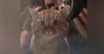 保護された『風邪気味の茶トラ猫』を預かると→少しずつ心を開いてきて…"感動のエピソード"が32万再生「なんて素敵な話」「涙が出た」