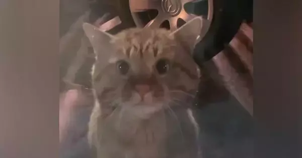 保護された『風邪気味の茶トラ猫』を預かると→少しずつ心を開いてきて…"感動のエピソード"が32万再生「なんて素敵な話」「涙が出た」