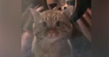 保護された『風邪気味の茶トラ猫』を預かると→少しずつ心を開いてきて…"感動のエピソード"が32万再生「なんて素敵な話」「涙が出た」