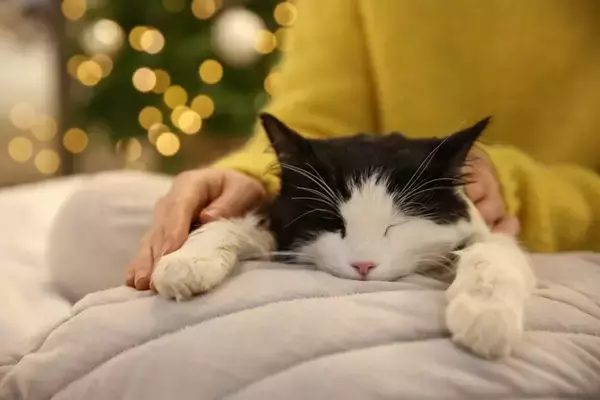 猫が飼い主に『おしりを向けて寝る』心理4つ　信頼されている証？行動の意味を解説