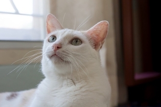 猫がよくやりがちな『不気味な行動』5つ　何を見つめているの…？隠された理由とは