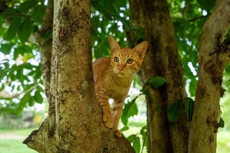 猫が『縄張り』を大事にする理由5つ　侵入されたときの行動や争いを避けるためのコツ