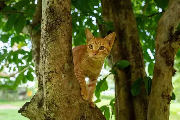 猫が『縄張り』を大事にする理由5つ　侵入されたときの行動や争いを避けるためのコツ