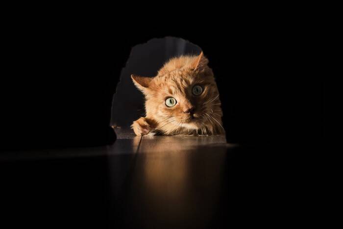 猫が『縄張り』を大事にする理由5つ　侵入されたときの行動や争いを避けるためのコツ