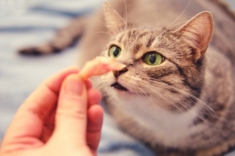 猫と気まずくなったときに『仲直り』する方法3つ　機嫌を直してもらうコツや上手な歩み寄り方