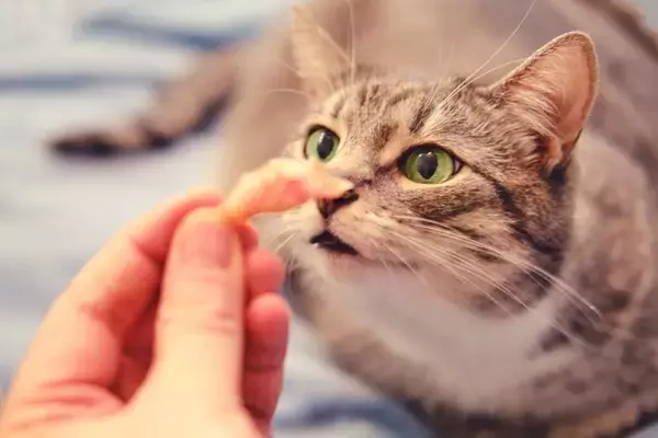 猫と気まずくなったときに『仲直り』する方法3つ　機嫌を直してもらうコツや上手な歩み寄り方