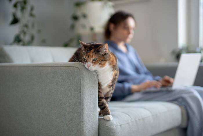 猫と気まずくなったときに『仲直り』する方法3つ　機嫌を直してもらうコツや上手な歩み寄り方
