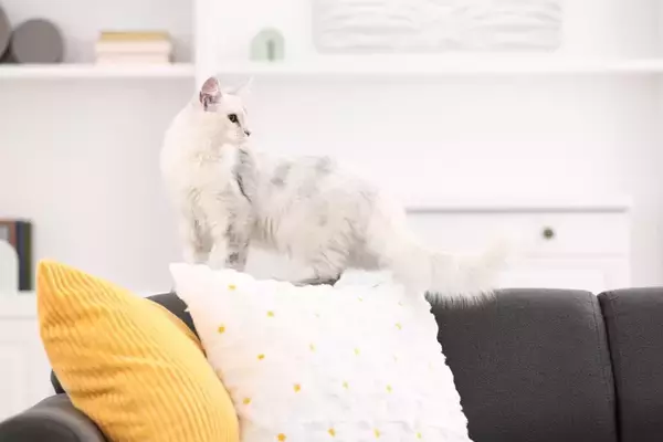 猫があなたを『探している』ときのサイン4選　不安な気持ちなの？上手な接し方まで解説