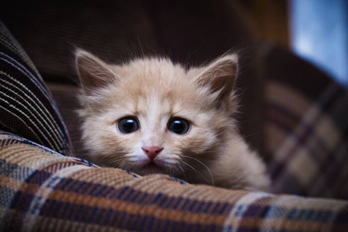 猫があなたを『探している』ときのサイン4選　不安な気持ちなの？上手な接し方まで解説