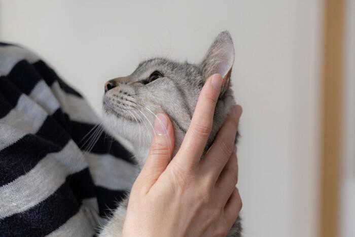 猫があなたを『探している』ときのサイン4選　不安な気持ちなの？上手な接し方まで解説