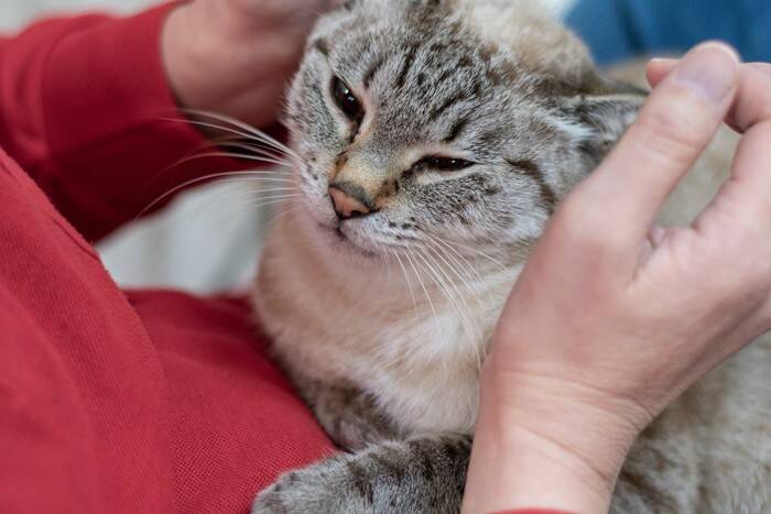 猫があなたを『探している』ときのサイン4選　不安な気持ちなの？上手な接し方まで解説