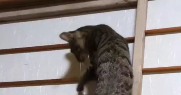 音を立てながら『障子を登っていく猫』→下りようとするも……爆笑の展開に1万7000いいね「下山のほうが危険ｗ」「声出して笑った」