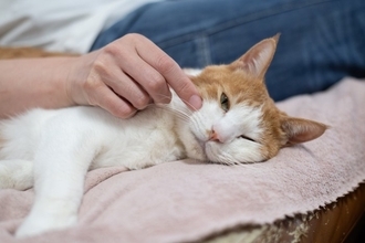 『シニア猫』だからこそ感じられる魅力5つ　若い頃とどう違う？歳を重ねてあらわれる変化とは