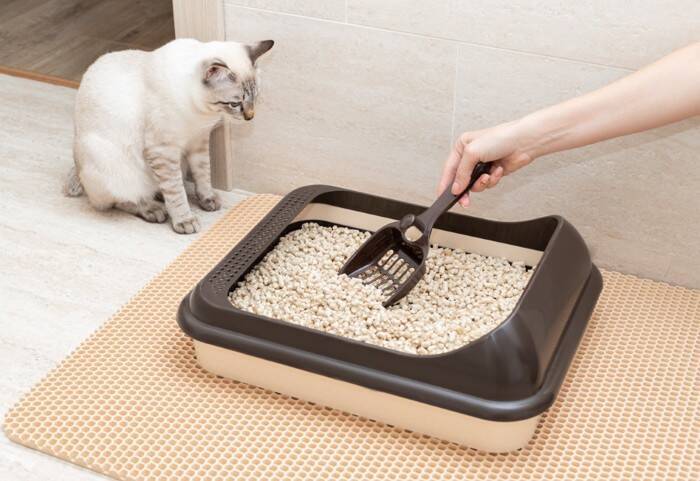『シニア猫』だからこそ感じられる魅力5つ　若い頃とどう違う？歳を重ねてあらわれる変化とは