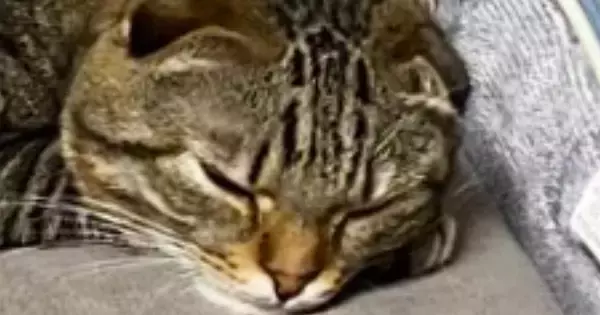 「ウナギみたいになってるｗ」ソファの上でくつろぐ猫…心配になるほどの『まさかの体勢』に3万いいね「しなやか過ぎｗ」「液体」