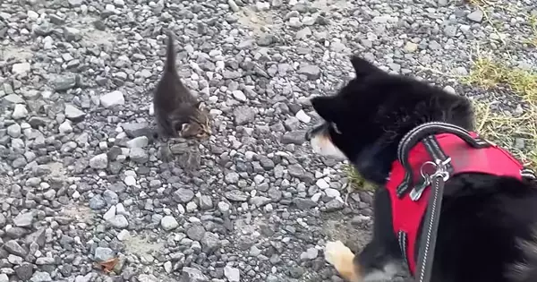 犬の散歩中、『草むらから飛び出してきた子猫』を保護…胸が熱くなる光景が76万再生「拾ってもらえてよかった」「本当にありがとう」