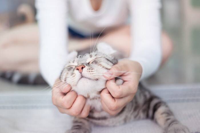 猫を守るために備えたい『救急グッズ』4つ　活用できる場面や使い方のポイント