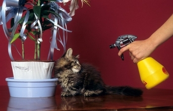 猫のしつけに『霧吹き』を使うメリット3つ　正しい使い方から気を付けたいポイントまで
