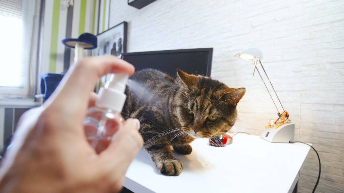猫のしつけに『霧吹き』を使うメリット3つ　正しい使い方から気を付けたいポイントまで