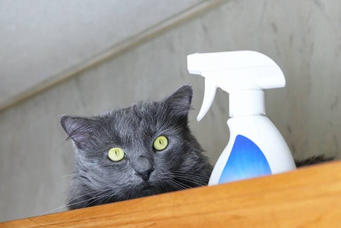 猫のしつけに『霧吹き』を使うメリット3つ　正しい使い方から気を付けたいポイントまで