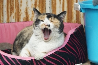 猫の鼻に『ほくろやシミ』があるのはおかしい？考えられる3つの原因　病気の可能性も