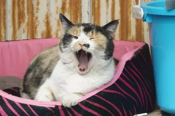 猫の鼻に『ほくろやシミ』があるのはおかしい？考えられる3つの原因　病気の可能性も