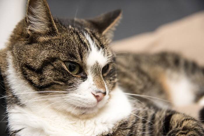 猫の鼻に『ほくろやシミ』があるのはおかしい？考えられる3つの原因　病気の可能性も